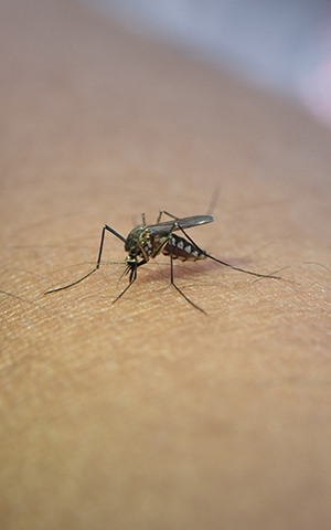 ¿Por qué pican los mosquitos?